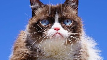 Sayang, kucing seleb ini mati di usia 7 tahun. Informasi ini disampaikan keluarga pemiliknya, Tabatha, Bryan dan Chyrstal. Dalam pernyataannya, disebutkan bahwa Grumpy Cat menderita infeksi saluran kencing. Meski sudah ditangani tenaga medis profesional, Grumpy Cat gagal diselamatkan. Selamat jalan, Grumpy Cat. Foto: Instagram