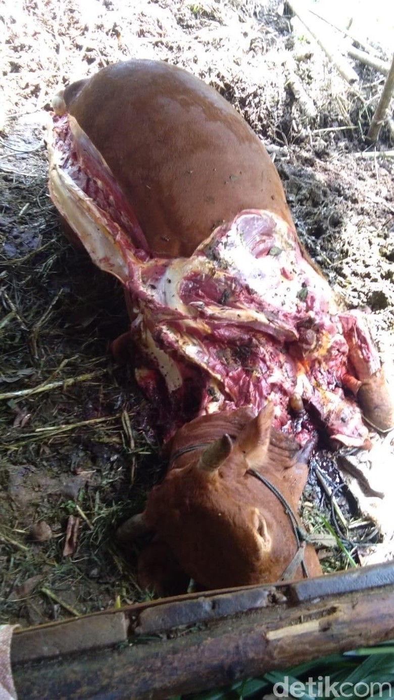 Aksi Maling Mutilasi 2 Ekor Sapi Warga di Pangandaran Aksi Maling Mutilasi 2 Ekor Sapi Warga di Pangandaran