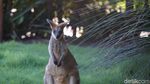 Foto: Pesona Swan Valley di Australia Barat