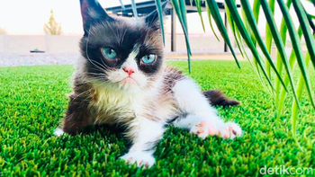 Tabatha pun keluar dari pekerjaannya untuk mengurus popularitas kucing kesayangannya itu. Aku sudah keluar dari pekerjaan sebagai pelayan hanya beberapa hari sejak ia tenar di media sosial dan ponselku tak pernah berhenti berdering, kata dia. Foto: Instagram