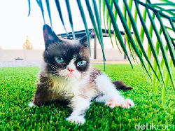 Mengenang Grumpy Cat, Si Pemurung yang Berlimpah Harta