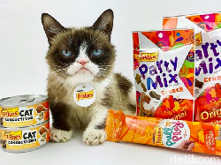 Mengenang Grumpy Cat, Si Pemurung yang Berlimpah Harta