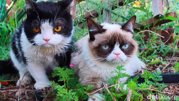 Bersama temannya yang juga cukup pemurung. Kucing pemurung ini memang dilahirkan dengan kondisi wajah seperti itu. Tapi justru keunikan itulah yang membuatnya begitu populer. Ia dianggap menggemaskan dan lucu. Foto: Instagram