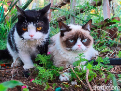 Mengenang Grumpy Cat, Si Pemurung yang Berlimpah Harta