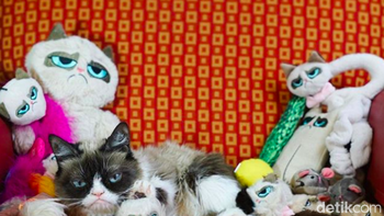 Grumpy Cat pun punya penggemar sangat banyak. Di Instagram, ia punya sekitar 2,5 juta follower. Foto: Instagram