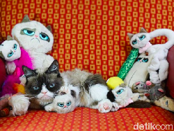 Mengenang Grumpy Cat, Si Pemurung yang Berlimpah Harta