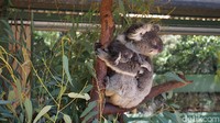 Swan Valley adalah perkebunan anggur tertua yang ada di Australia Barat. Wisatawan akan disambut perkebunan anggur yang begitu luas. (Masaul/detikcom)