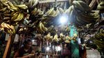 Permintaan Pisang Meningkat Selama Ramadhan