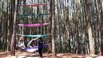 Foto: Hutan Pinus Pengger yang Instagramable di Bantul