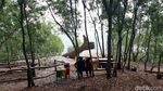 Foto: Hutan Pinus Pengger yang Instagramable di Bantul