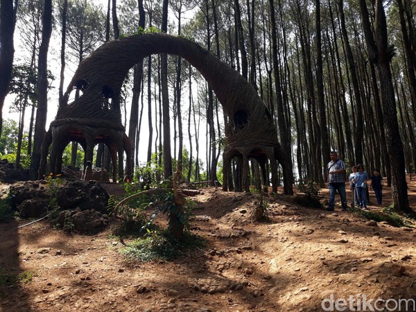 Foto Hutan Pinus Pengger Yang Instagramable Di Bantul 9690