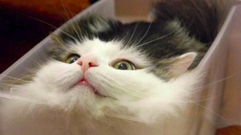 Kucing memang menyukai tempat-tempat sempit. (Foto: Twitter/Meetisaai)