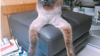 Begini gaya kocak si kucing dalam meme dan karya Meetisaai. (Foto: Twitter/Meetisaai)