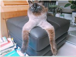 Gemas! Ketika Meme Hewan Dijadikan Karya Patung 3D