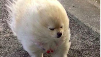 Tetap berjalan meski ada hempasan angin menerjang. (Foto: Twitter/Meetisaai)