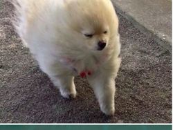 Gemas! Ketika Meme Hewan Dijadikan Karya Patung 3D