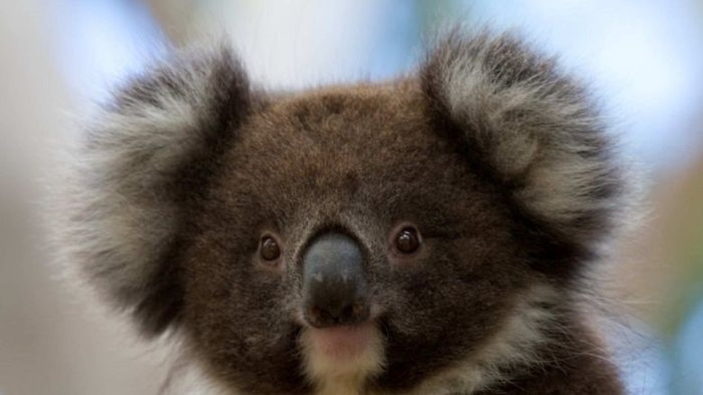 Koala di Australia Selatan Dipasangi KB Implan Koala di Australia Selatan Dipasangi KB Implan