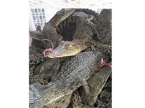 Malaysia Sita 220 Ekor Buaya yang Diselundupkan, 2 WNI Ditangkap