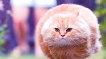 Ia kemudian berpikir untuk menjadikan meme tersebut dibuat di kehidupan nyata dengan bentuk 3D. (Foto: Twitter/Meetisaai)