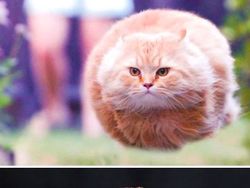 Gemas! Ketika Meme Hewan Dijadikan Karya Patung 3D