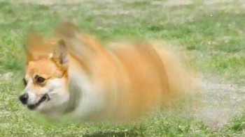 Gaya lari kencang si anjing pun bisa dibuatnya jadi karya patung 3D. (Foto: Twitter/Meetisaai)