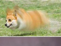 Gemas! Ketika Meme Hewan Dijadikan Karya Patung 3D