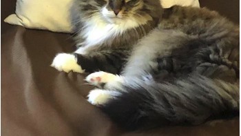 Kucing yang terlihat bagaikan bertanduk Rusa. (Foto: Twitter/Meetisaai)