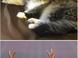 Gemas! Ketika Meme Hewan Dijadikan Karya Patung 3D