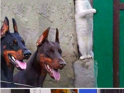 Gemas! Ketika Meme Hewan Dijadikan Karya Patung 3D