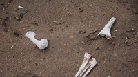 Tulang dari Suku Chinchorro yang muncul ke permukaan akibat badai. Biasanya petani setempat menguburnya kembali agar tak dijaraj oleh pemburu makam (Mark Johanson/CNN)