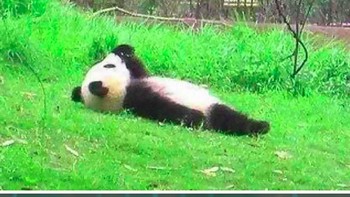 Nyantai dulu ah sambil berjemur. (Foto: Twitter/Meetisaai)