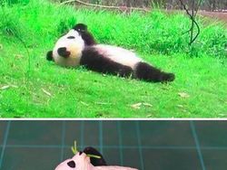 Gemas! Ketika Meme Hewan Dijadikan Karya Patung 3D