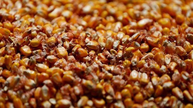FILE PHOTO: Corn is seen at a farmers' cooperative in Maennolsheim, near Strasbourg, France, September 28, 2018. REUTERS/Vincent Kessler/File Photo