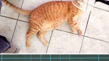 Si kepala kucing yang terlihat lebih kecil. (Foto: Twitter/Meetisaai)