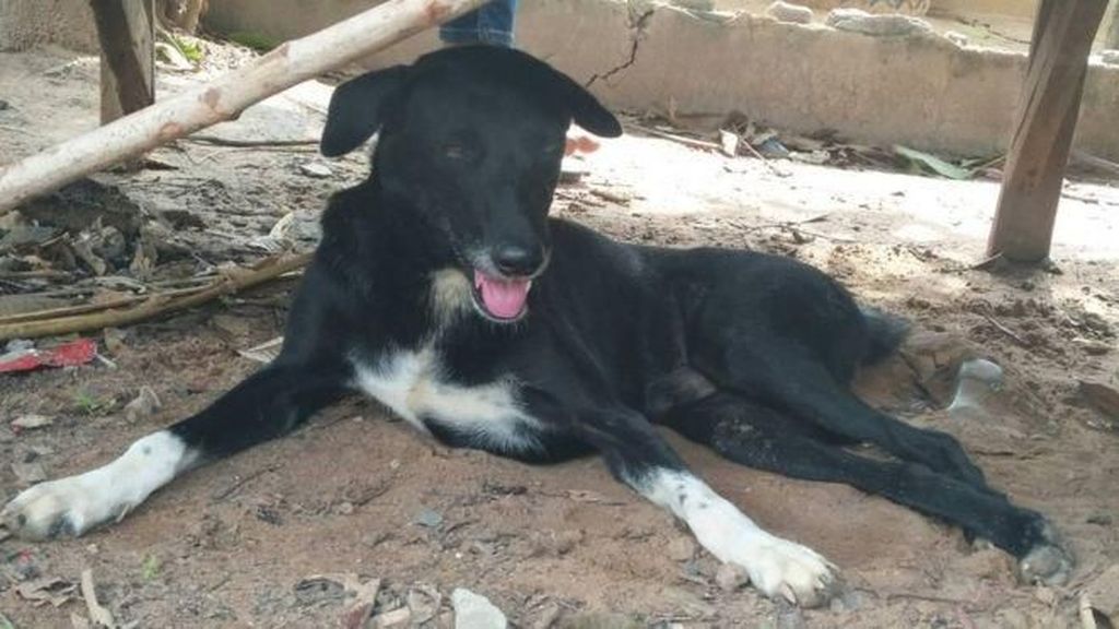 Viral Kisah Anjing Cacat Selamatkan Nyawa Bayi yang Dikubur Hidup-hidup Viral Kisah Anjing Cacat Selamatkan Nyawa Bayi yang Dikubur Hidup-hidup