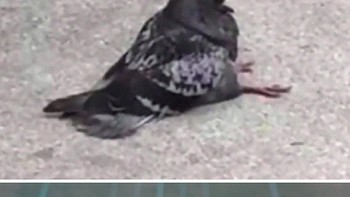 Sepertinya sedang lelah terbang nih. (Foto: Twitter/Meetisaai)