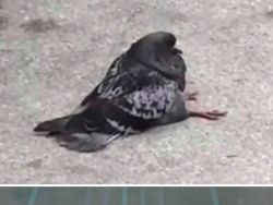 Gemas! Ketika Meme Hewan Dijadikan Karya Patung 3D