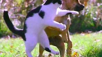 Ciaat! Ketika kucing menghantam wajah anjing. (Foto: Twitter/Meetisaai)