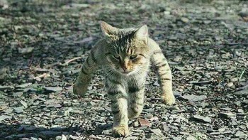 Meme hewan ini menampilkan gaya dan tingkah konyol kocak. (Foto: Twitter/Meetisaai)