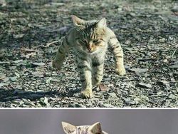 Gemas! Ketika Meme Hewan Dijadikan Karya Patung 3D