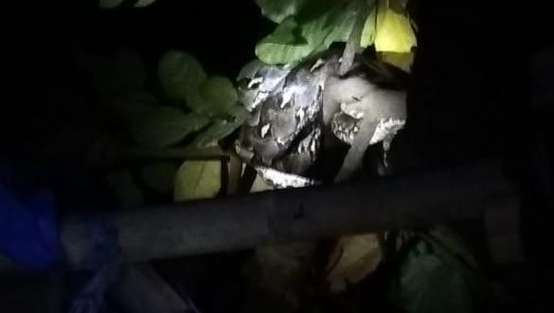 Ular Piton di Atas Pohon Gegerkan Warga Mannuruki Makassar Ular Piton di Atas Pohon Gegerkan Warga Mannuruki Makassar