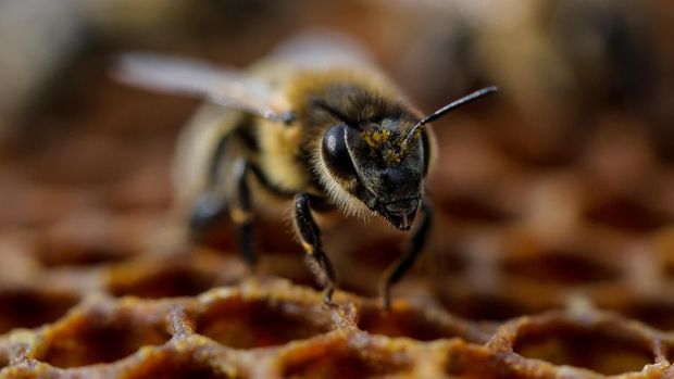 A bee is seen on the frame of a hive in a village of Ripanj near Belgrade, Serbia, April 9, 2019. Picture taken April 9, 2019. REUTERS/Marko Djurica