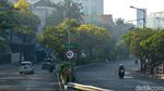 Bunga Tabebuya Bikin Kota Surabaya Lebih Berwarna