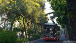 Bunga Tabebuya Bikin Kota Surabaya Lebih Berwarna