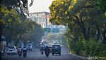 Bunga Tabebuya Bikin Kota Surabaya Lebih Berwarna