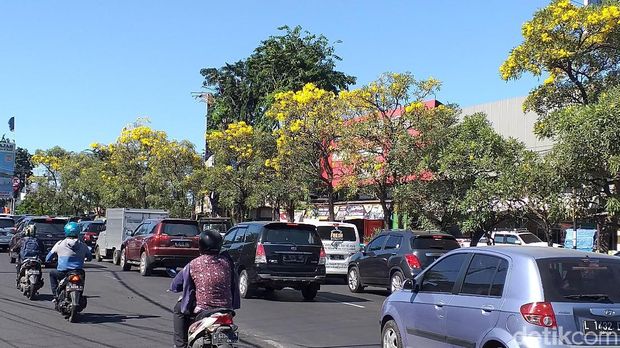 Bunga Tabebuya bersemi di Surabaya/