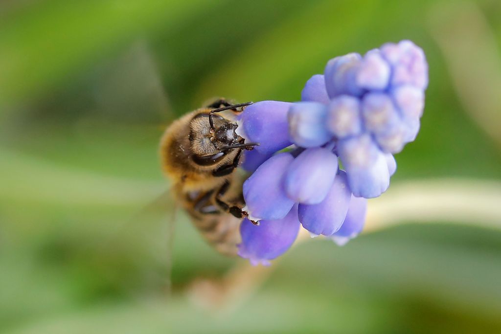 A bee collects nectar from a flower in a village of Ripanj near Belgrade, Serbia, April 9, 2019. Picture taken April 9, 2019. REUTERS/Marko Djurica