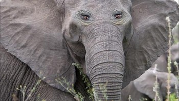 Aneh tidak melihat gajah dengan dua matanya di depan? Foto: sadanduseles