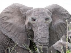 Aneh atau Kocak? Ketika Hewan Punya Mata di Depan