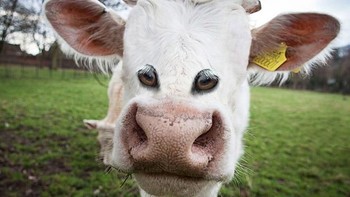 Sapi dengan mata di depan. Foto: sadanduseles